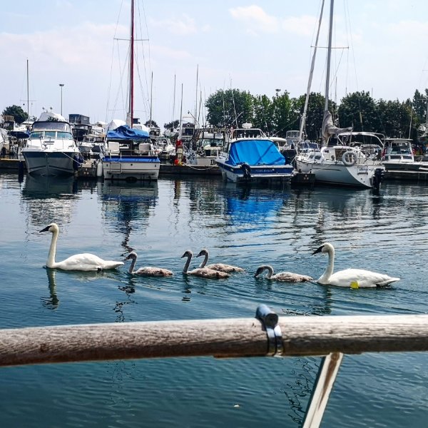 Swan Family at the Marina