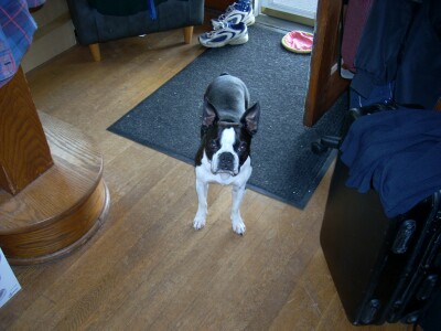 boston terrier maccabee, the second mate of ENTERPRISE